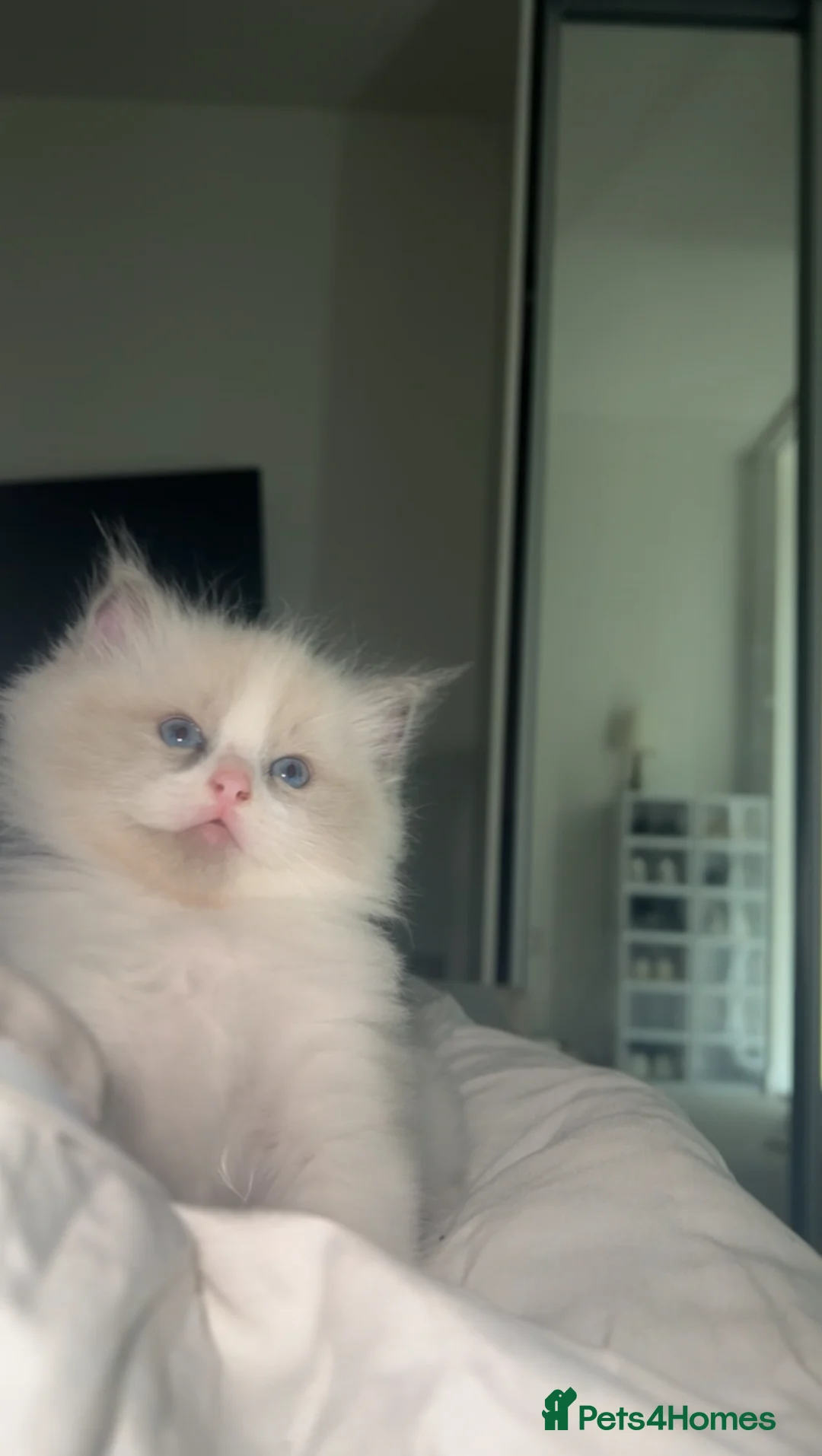 Ragdoll cats for sale: 😍 RARE BLUE LYNX POINT BICOLOR ENTIRE MALE 😍 - Advert 1