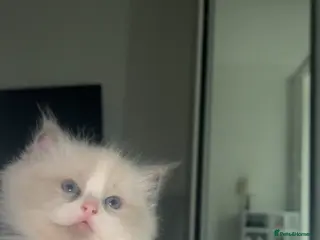 Ragdoll cats 😍 RARE BLUE LYNX POINT BICOLOR ENTIRE MALE 😍 - Advert 1