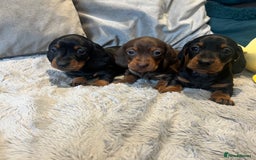 Miniature Dachshund dogs for sale: Fully vaccinated and ready TO GO,kc reg pra clear in Warrington - Image 15