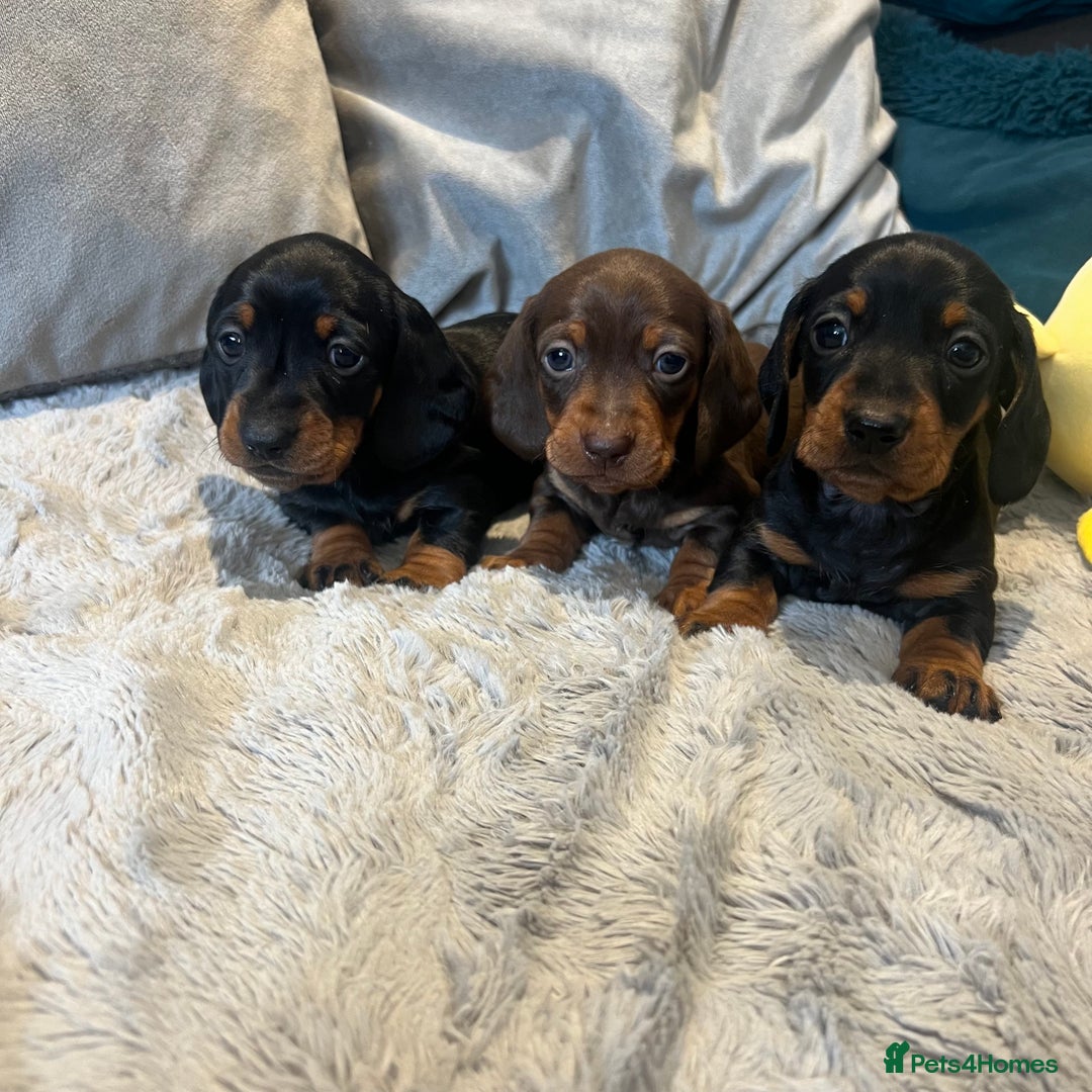 Miniature Dachshund dogs for sale: Fully vaccinated and ready TO GO,kc reg pra clear in Warrington - Image 15