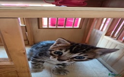 Bengal cats for sale: Bengal girl kitten  - Image 7