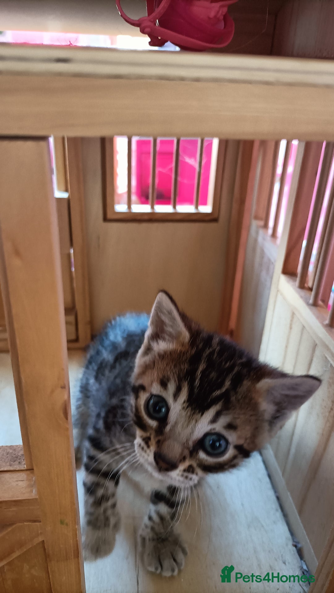 Bengal cats for sale: Bengal girl kitten  - Image 7