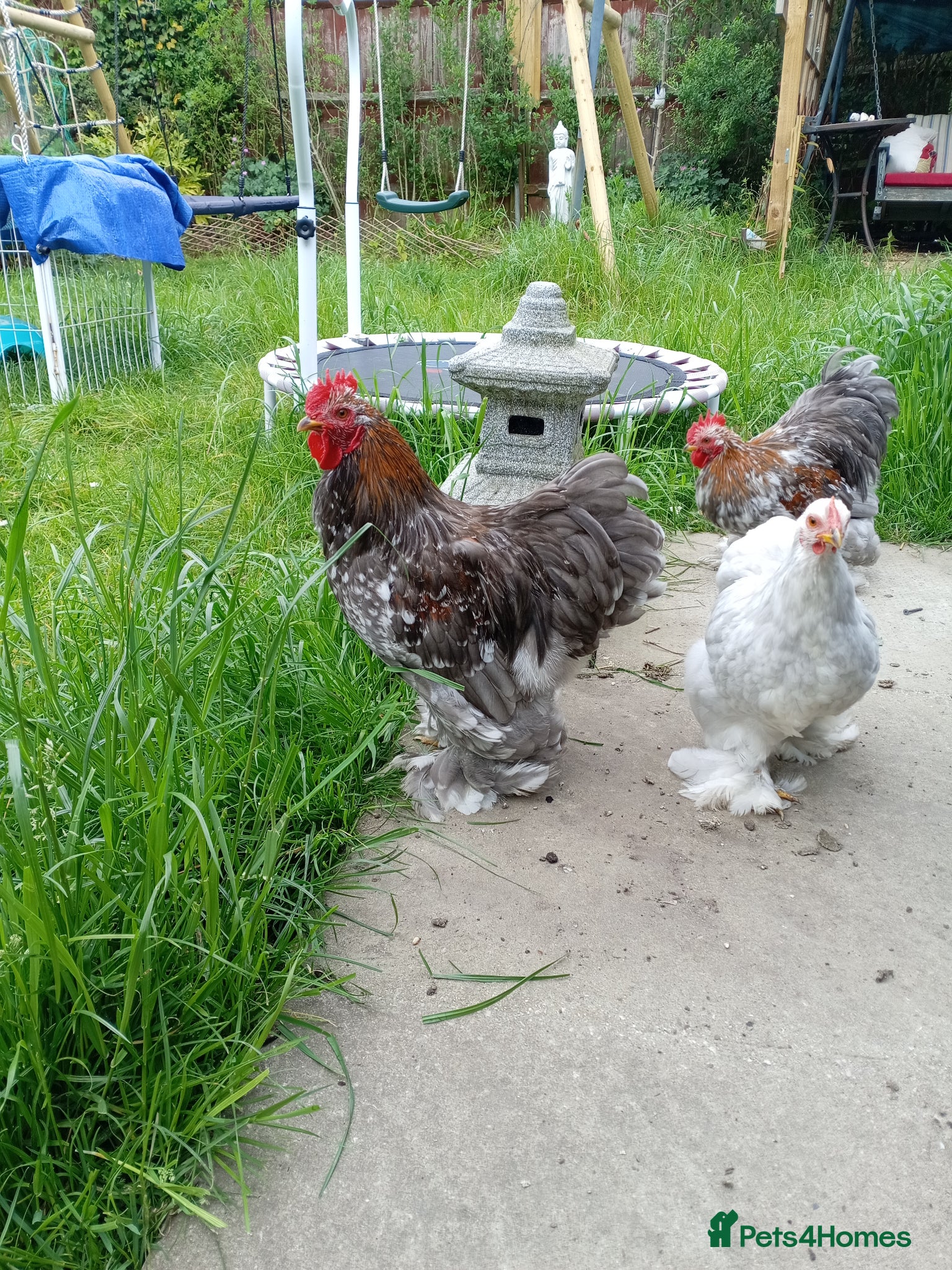Chickens poultry Pekin Cockerels - Advert 17