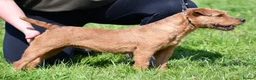 Lakeland Terrier dogs for sale: Working Type Lakeland Dog  - Advert 5