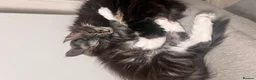 Maine Coon cats for sale: Maine coon Kittens 2 Males for sale, London in London - Advert 1