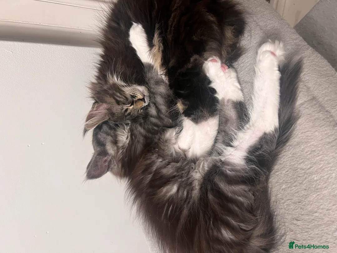 Maine Coon cats for sale: Maine coon Kittens 2 Males for sale, London in London - Advert 1