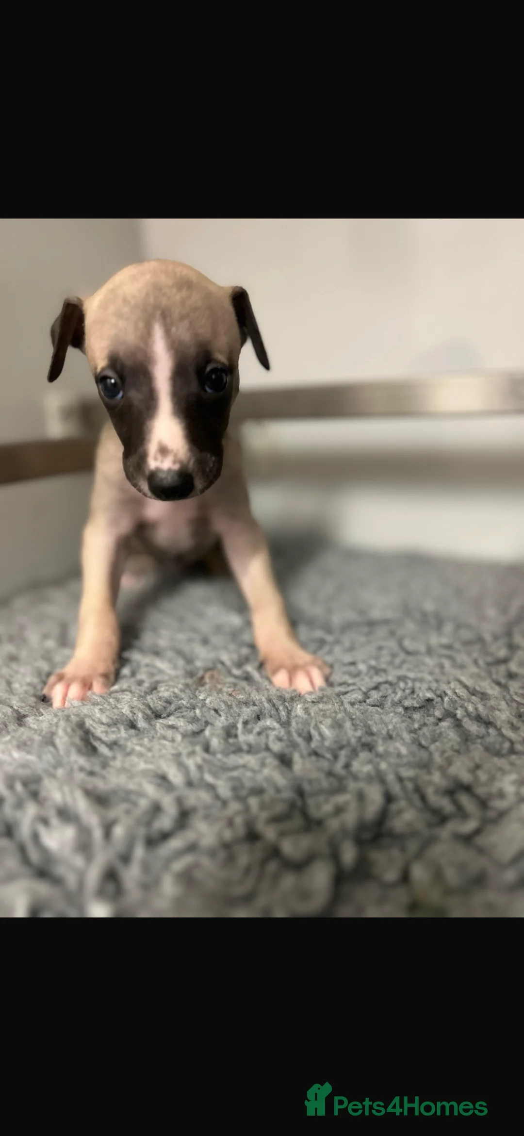 Whippet dogs for sale: KC REGISTERED WHIPPETS  in Liverpool - Advert 23