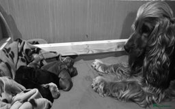Cocker Spaniel dogs for sale: 🌟Family Raised show type cocker spaniel Pups Due - Image 8