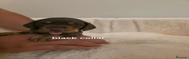 Black collar