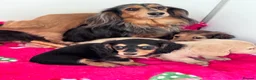 Miniature Dachshund dogs for sale: Miniature longhaired Dachshunds kc reg PRA clear - Advert 13