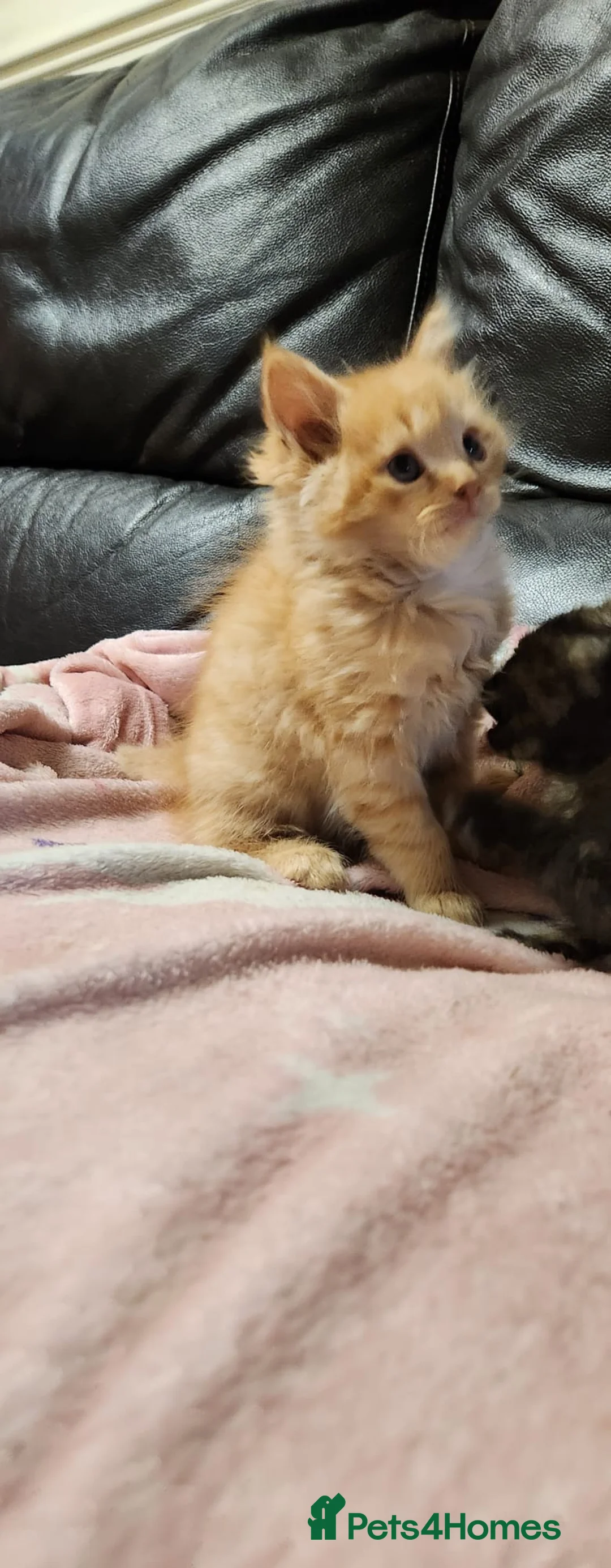 Mixed Breed cats for sale: Lovely kittens looking for forever homes - Advert 40