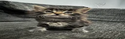 Bengal cats for sale: Bengal x Maine Coon Kittens - Advert 14