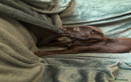 Mixed Breed dogs for sale: Beautiful whippet cross labrador(collie) puppies  - Image 15