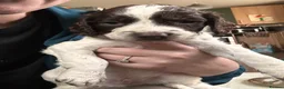 English Springer Spaniel dogs for sale: RKC English Springer Spaniel  - Advert 8