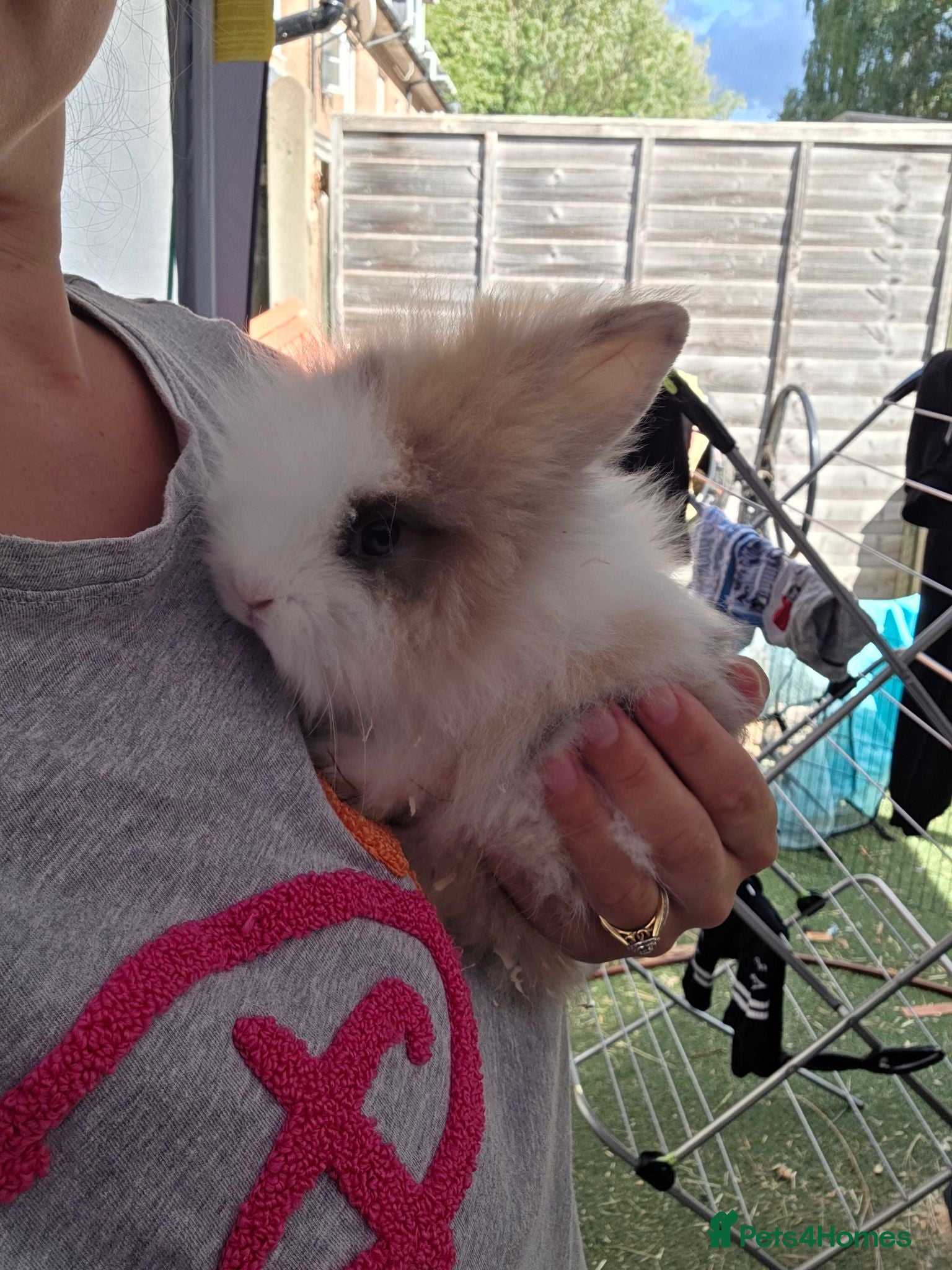 Lionhead rabbits Doublemaned lionhead bunnies - Advert 13
