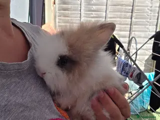 Lionhead rabbits Doublemaned lionhead bunnies - Advert 1