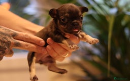 French Bulldog dogs for sale: Beautiful healthy full breed Frenchbulldog puppies - Image 4