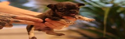 French Bulldog dogs for sale: Beautiful healthy full breed Frenchbulldog puppies - Advert 4