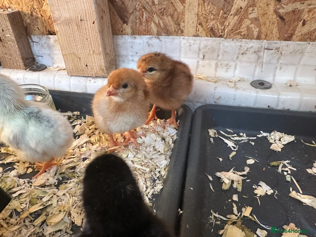 Chickens poultry for sale: Chicks just hatched - Advert 3
