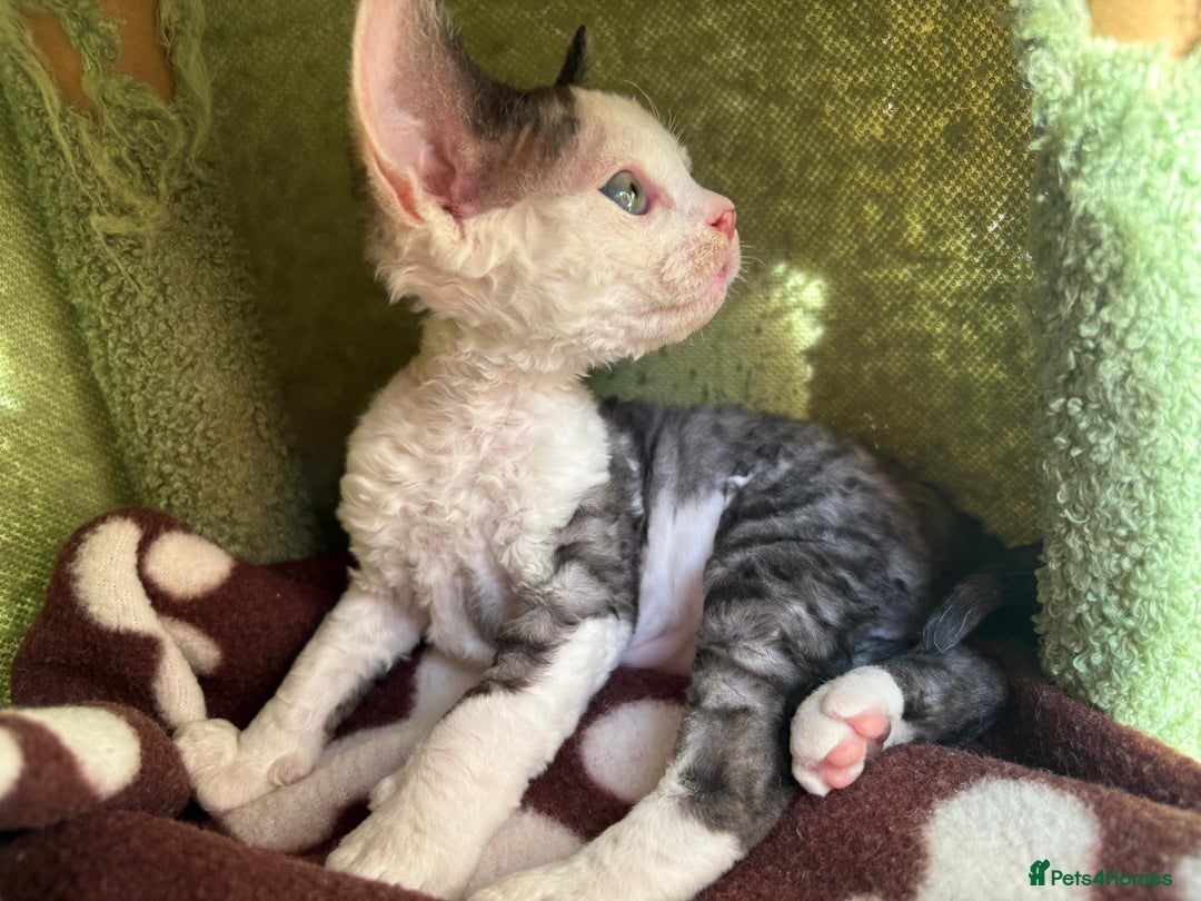 Devon Rex cats for sale: Two cuddlebugs- literally sticker cats available❤️ - Image 10