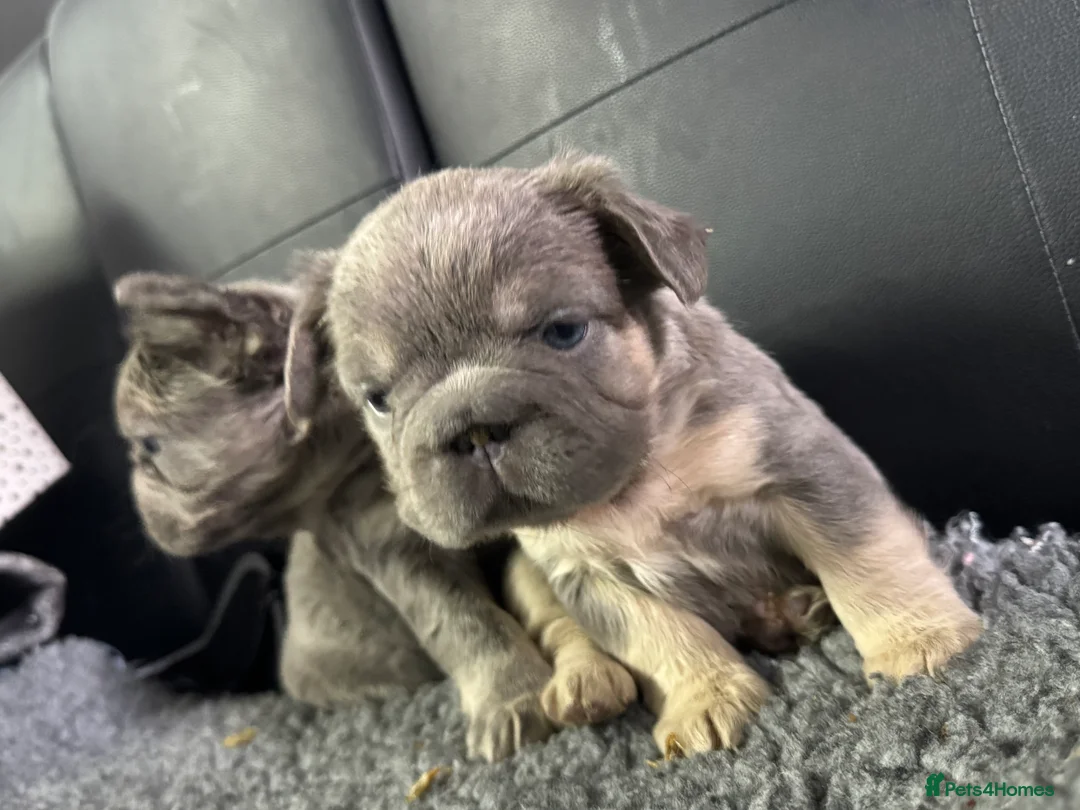 French Bulldog dogs for sale: **REDUCED**FLUFFY  FULL FLUFFY FRENCHBULLDOGS😍😍 - Advert 10