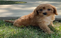 Cavapoo dogs for sale: Beautiful Toy Cavapoo Puppies for sale - Image 24
