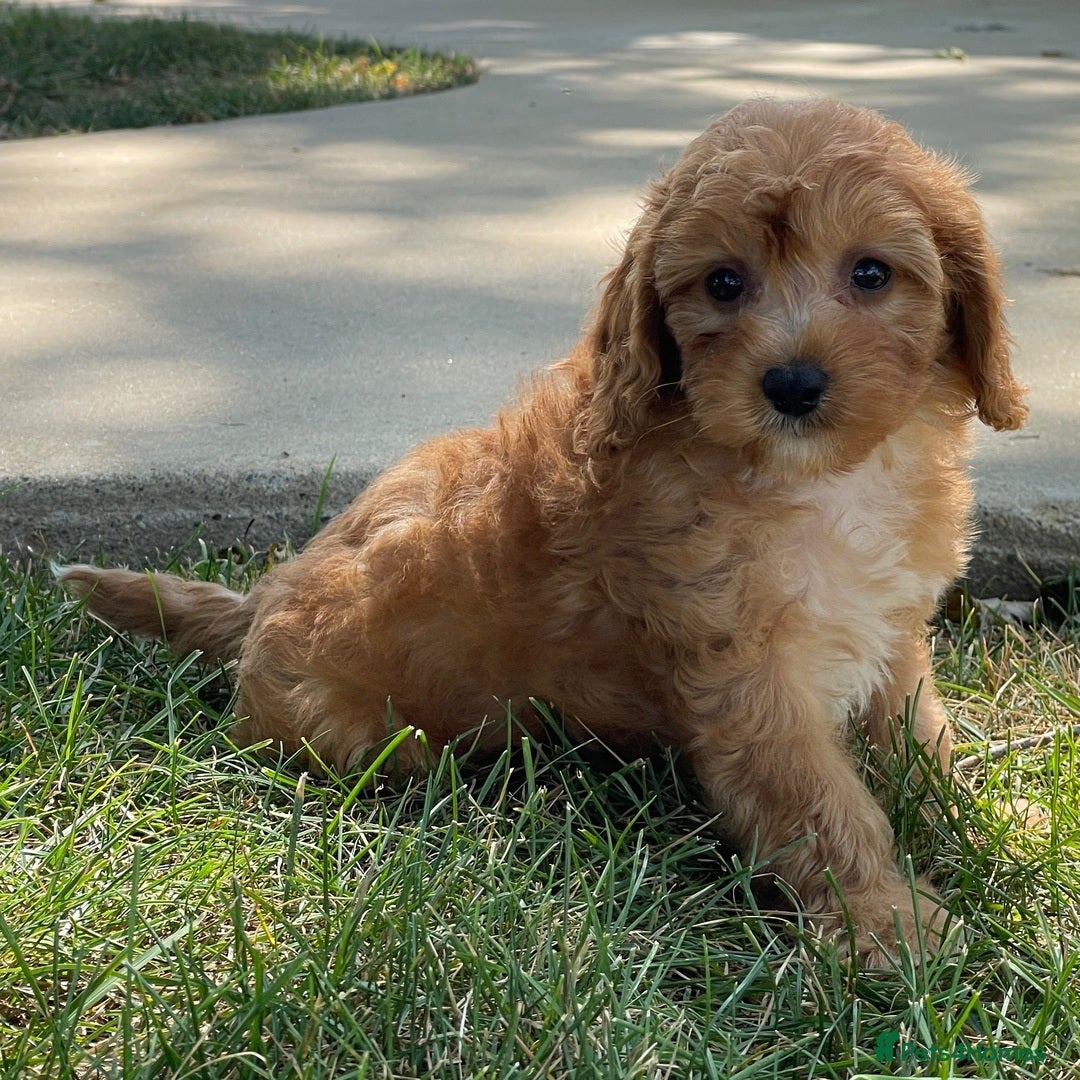 Cavapoo dogs for sale: Beautiful Toy Cavapoo Puppies for sale - Image 24