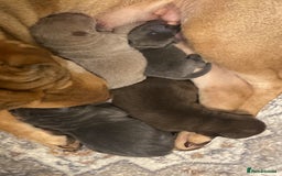 Shar Pei dogs for sale: Shar pei puppies - Image 2