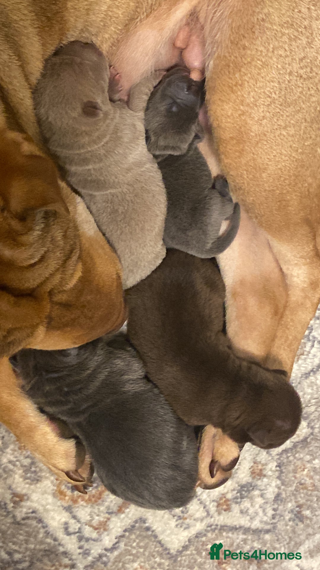 Shar Pei dogs for sale: Shar pei puppies - Image 2