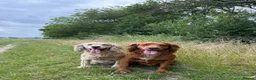 Cocker Spaniel dogs for sale: KC Registered Cocker Spaniel Puppies  - Advert 4