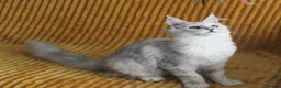 Maine Coon cats for sale: Pedigree Silver Shaded Beauties TICA Registered - Advert 4