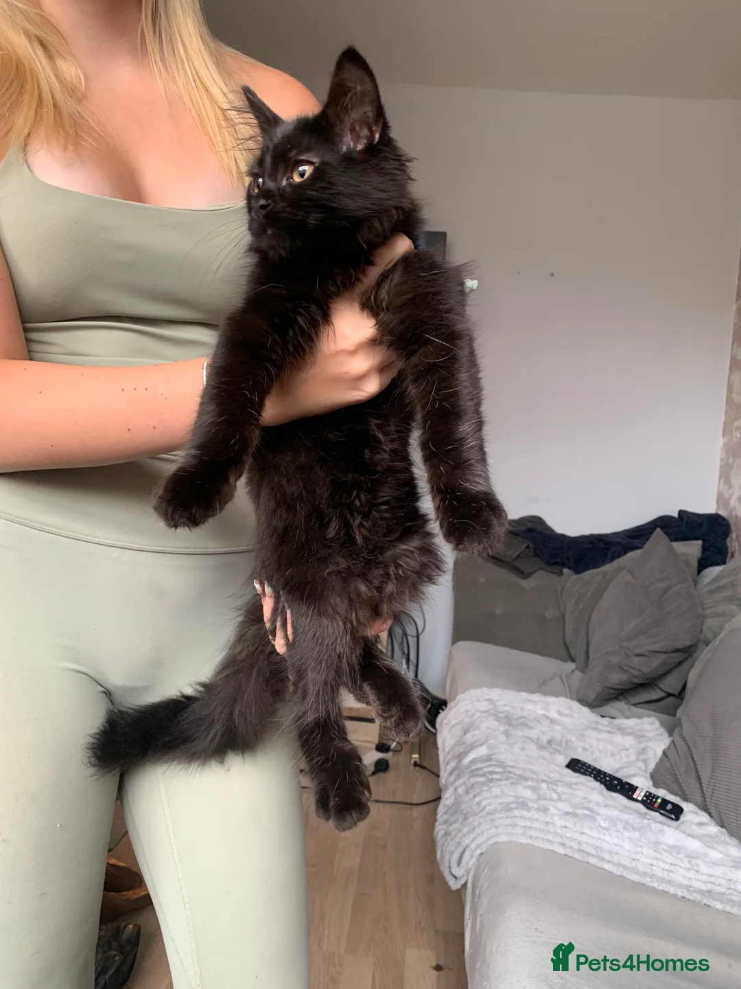 Maine Coon cats for sale: Maine coon boy  - Advert 2