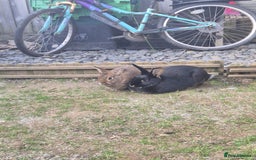 Rex rabbits for sale: 2 rex rabbits one femal and one male  - Image 10
