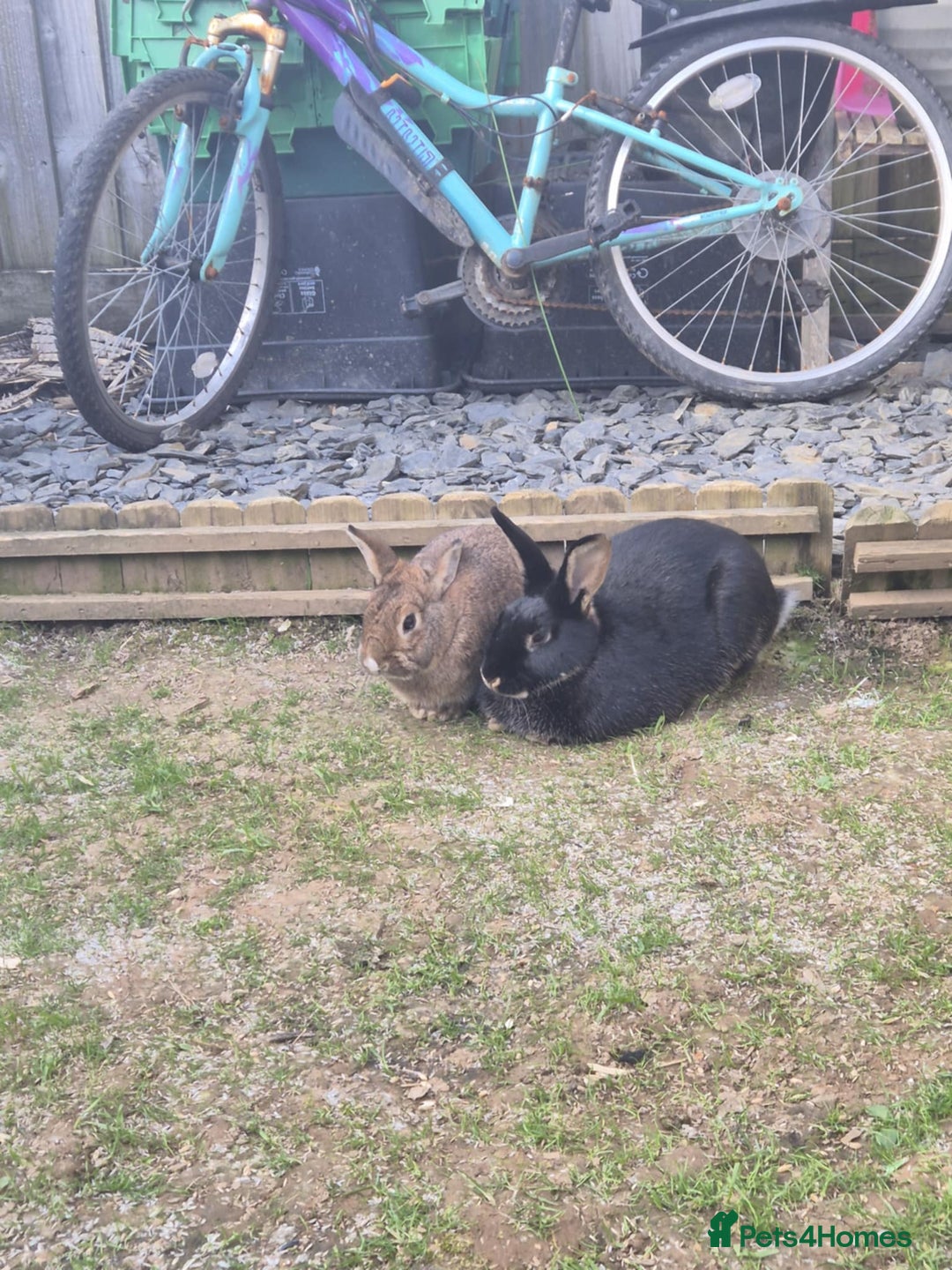 Rex rabbits for sale: 2 rex rabbits one femal and one male  - Image 10