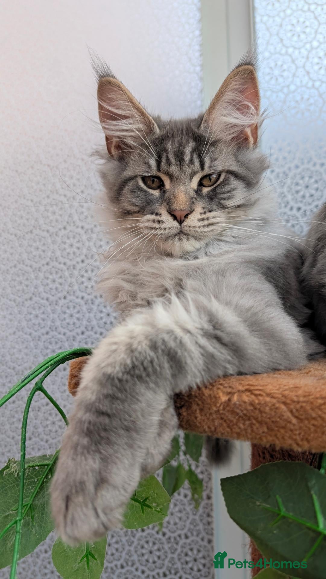 Maine Coon cats for sale: Stunning Maine coon kittens - Advert 1