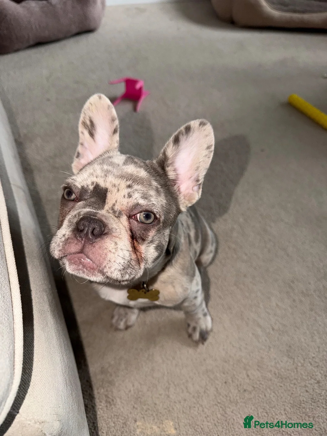 French Bulldog dogs for sale: French Bulldog 8 months old in Telford - Advert 5