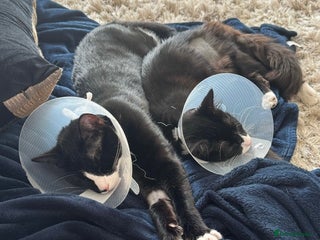 Domestic Shorthair cats in Romford - Advert 37