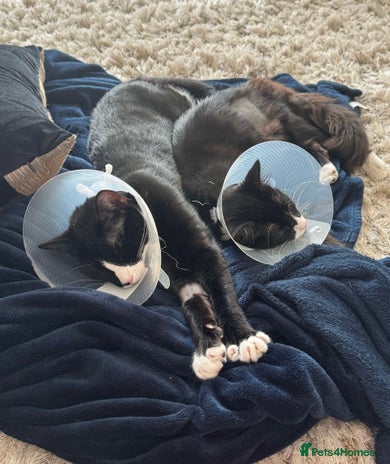 Domestic Shorthair cats in Romford - Advert 1