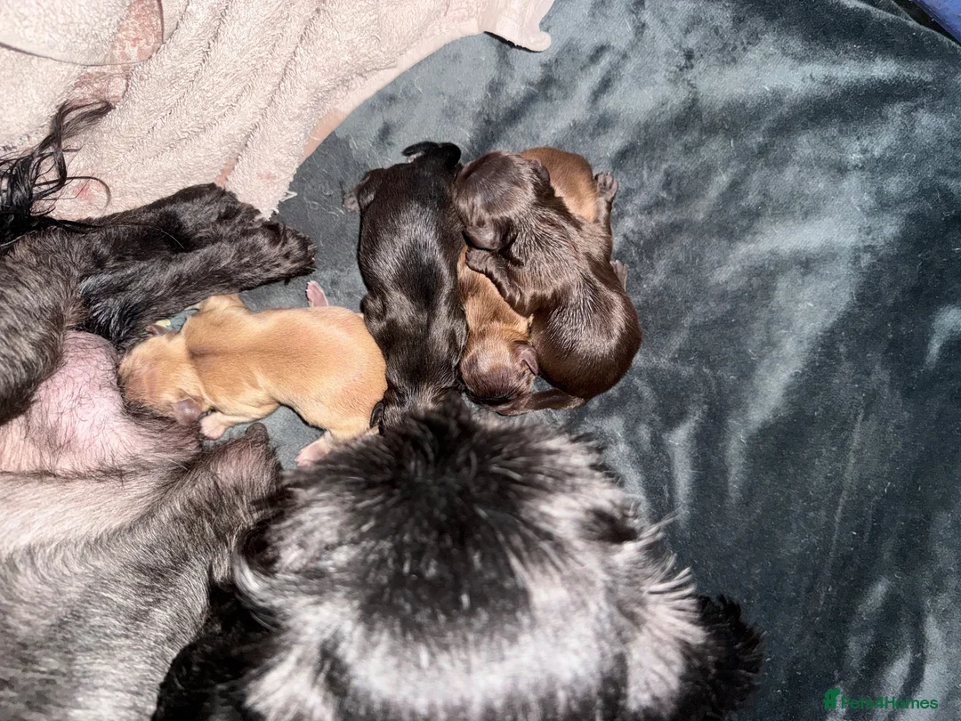 Shih Tzu dogs for sale: Healthy happy Puppies  in Robertsbridge - Advert 13