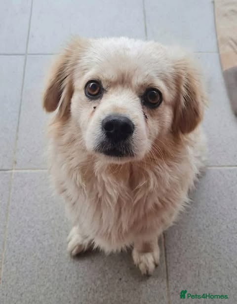 Mixed Breed dogs Azor - super friendly - Advert 1