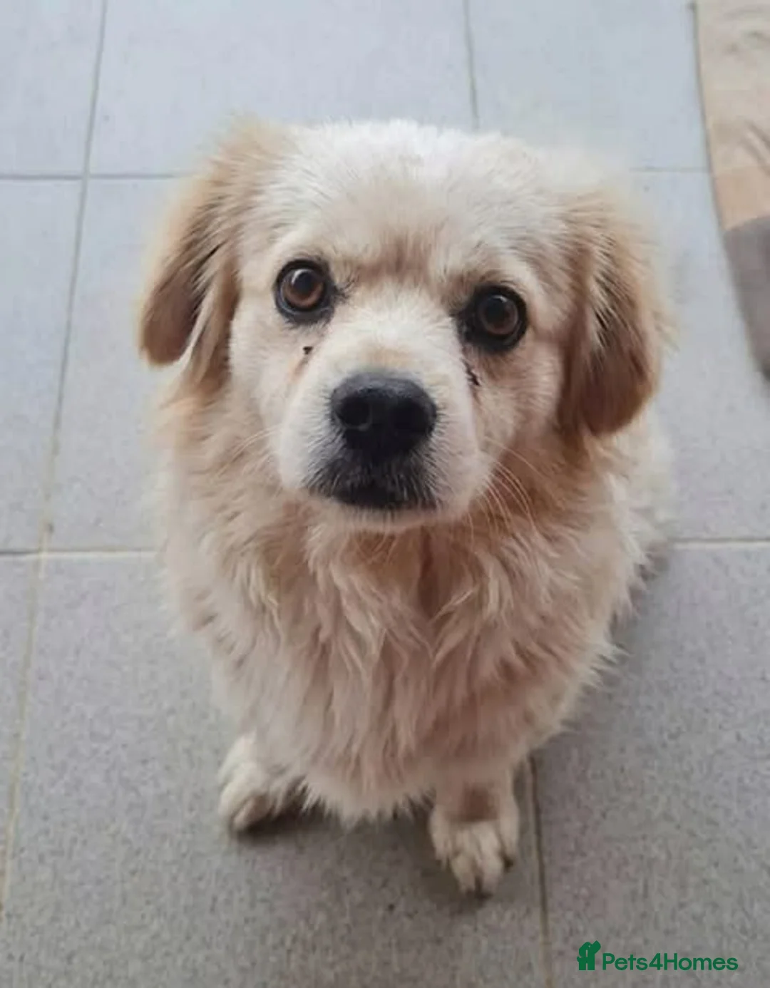 Mixed Breed dogs for adoption: Azor - super friendly in Nottingham - Advert 1
