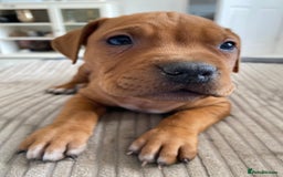 Staffordshire Bull Terrier dogs for sale: Amazing Red Staffordshire bullterrier puppies - Image 11