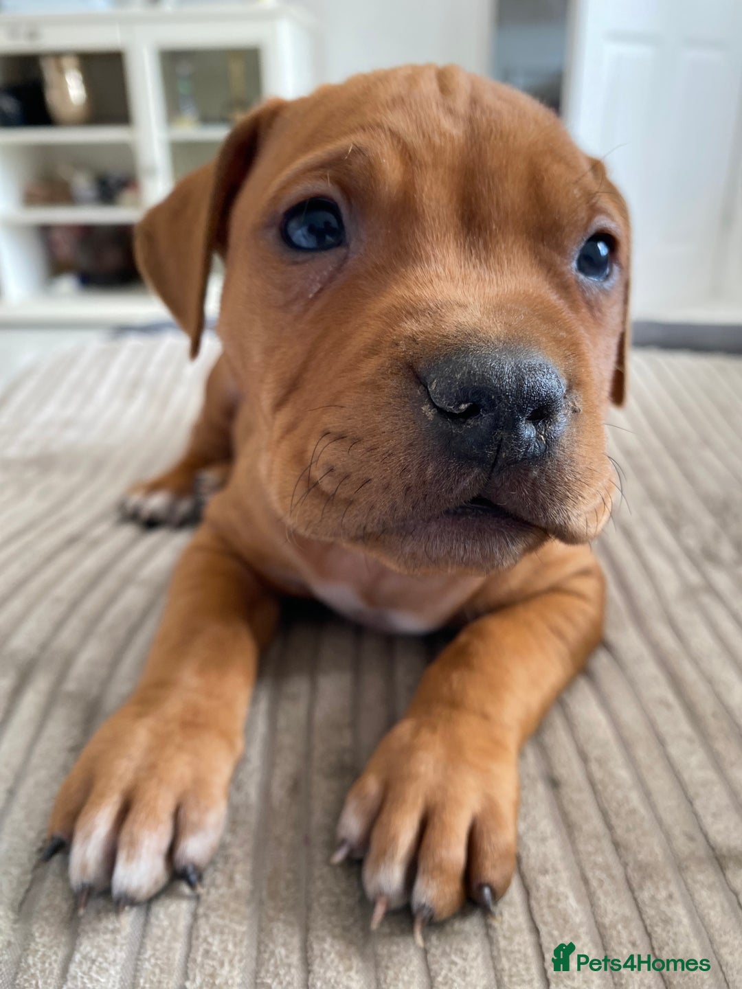 Staffordshire Bull Terrier dogs for sale: Amazing Red Staffordshire bullterrier puppies - Image 11
