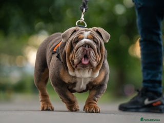 English Bulldog dogs in Cardiff - Advert 2