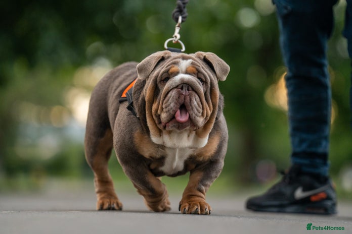 English Bulldog dogs in Cardiff - Advert 1