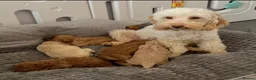 Cockapoo dogs for sale: Stunning F1B cockapoo puppies   - Advert 14
