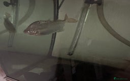 Other/Mixed Breed fish for sale: Silver Dollar fish - Image 2