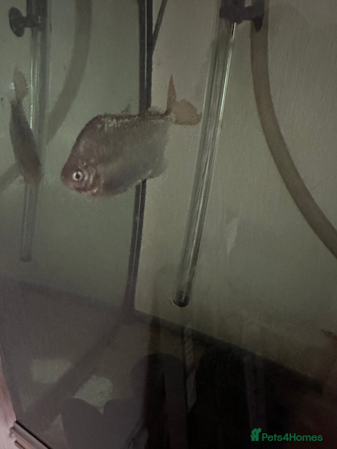 Other/Mixed Breed fish for sale: Silver Dollar fish - Image 2
