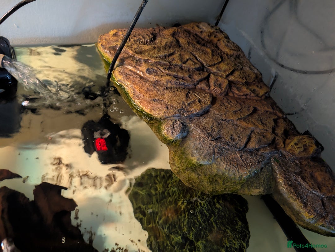 Turtle reptiles for sale: 2 Musk Turtles and 40 gallon tank set up - Image 9