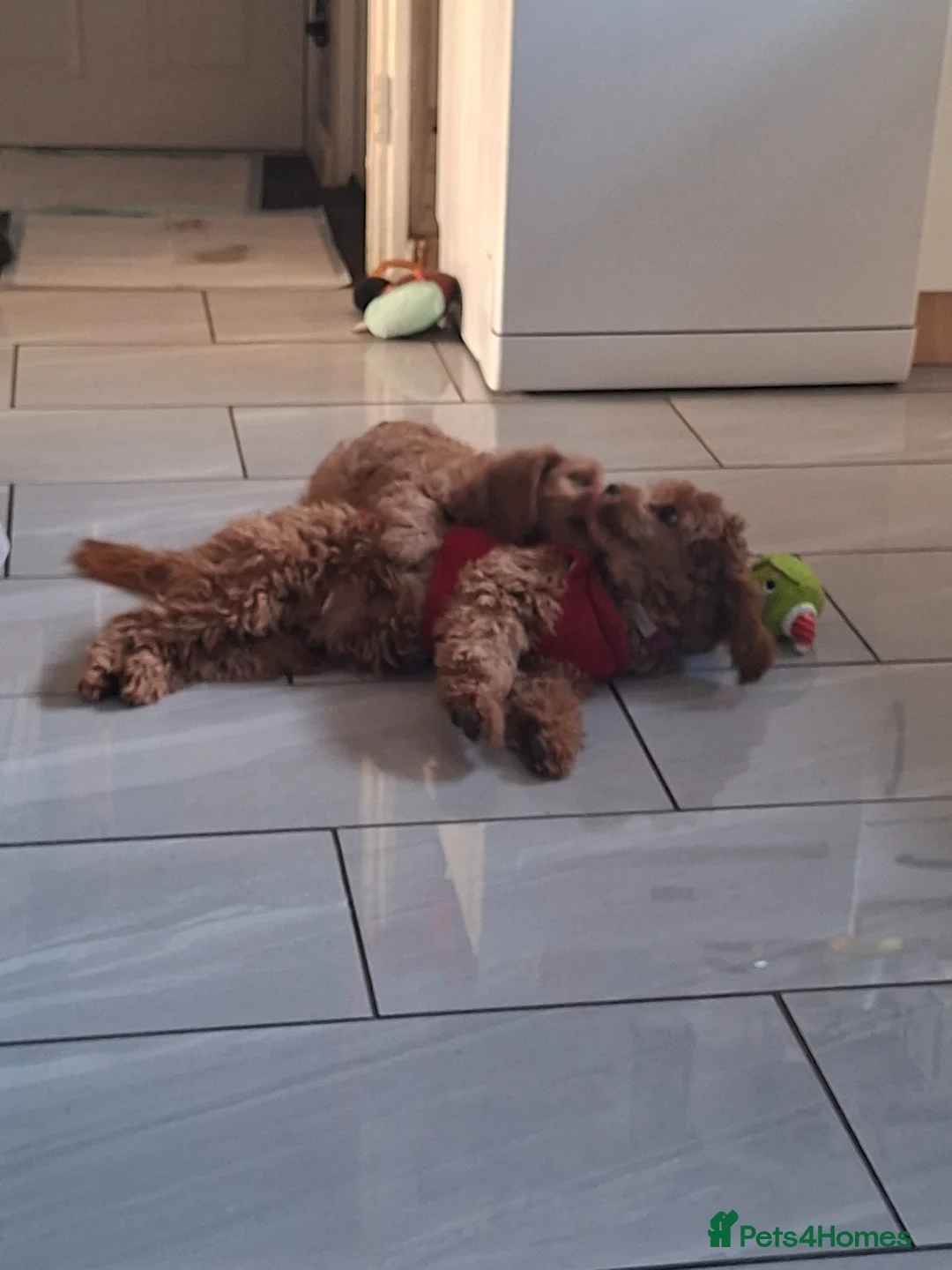 Cavapoo dogs for sale: Boy cavapoo  - Advert 11